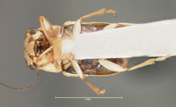 Media type: image; Entomology 8658   Aspect: habitus ventral view